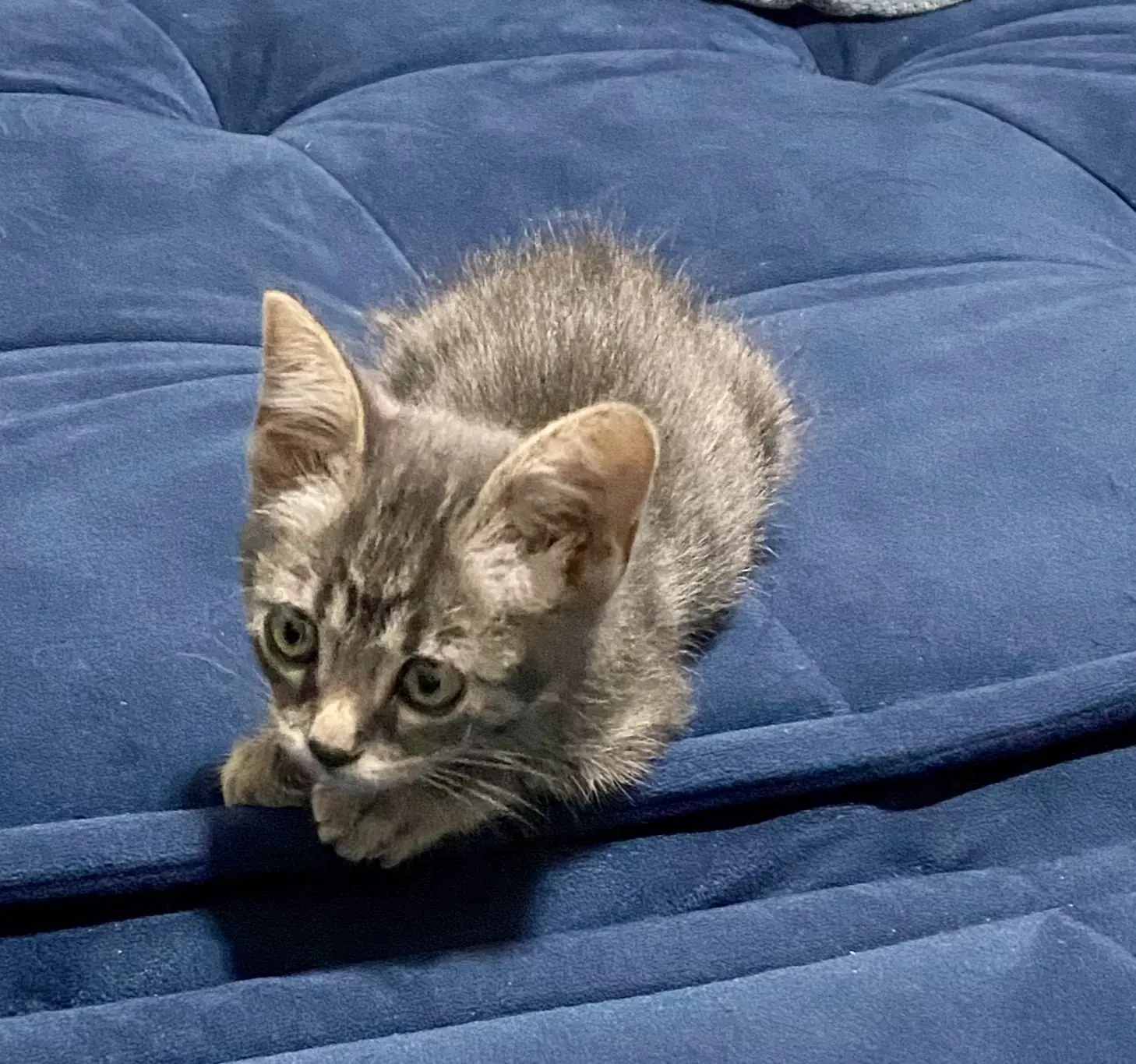 Foto de Axel quando filhote